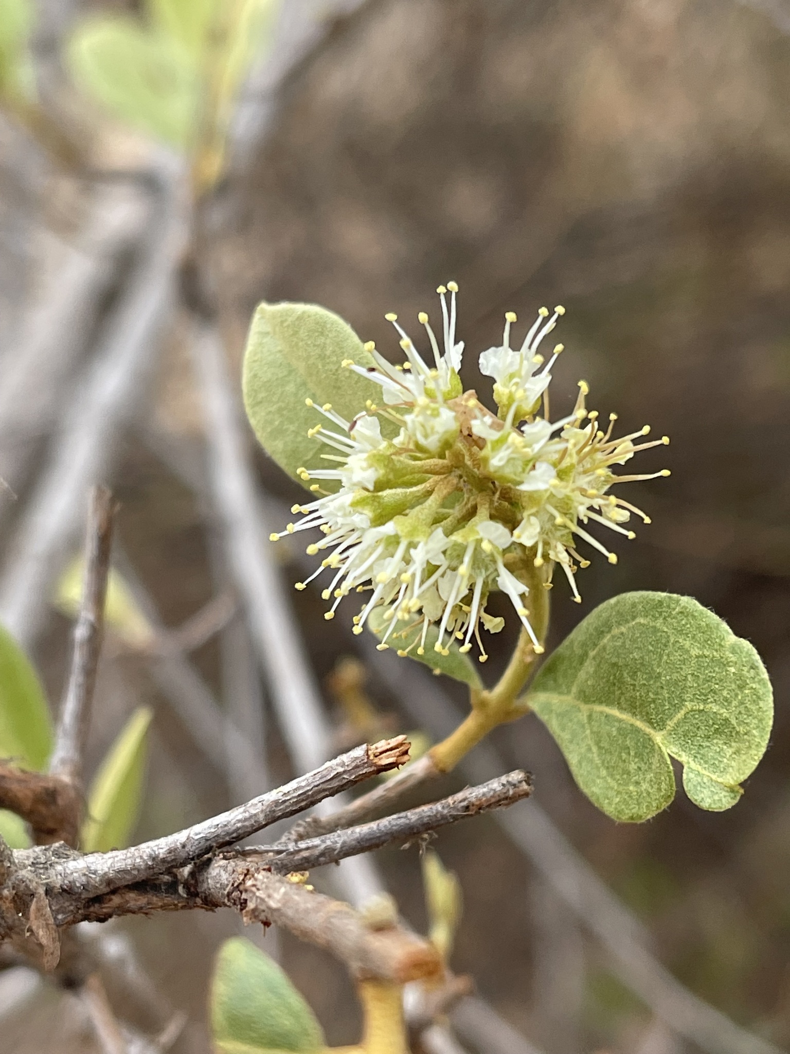 Combretum hereroense