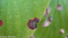 Parallelodiplosis subtruncata