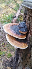 Fomitopsis pinicola