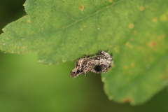 Cyclosa octotuberculata