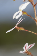 Stylidium spinulosum