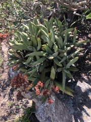 Delosperma obtusum