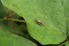 Svistella bifasciata