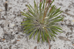 Stylidium spinulosum