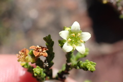 Diosma passerinoides