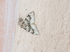 Nebula ibericata