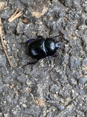 Anoplotrupes stercorosus