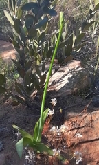 Ornithogalum dubium