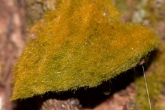 Coenogonium implexum