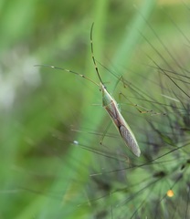 Leptocorisa chinensis