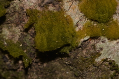 Coenogonium implexum