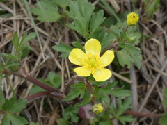 Ranunculus fascicularis
