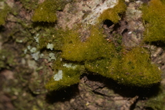 Coenogonium implexum