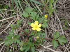 Ranunculus fascicularis