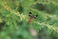 Panorpa japonica