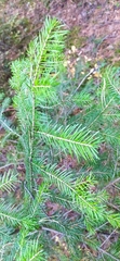 Abies sibirica