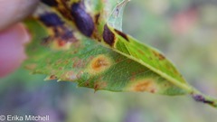 Lasioptera spiraeafolia