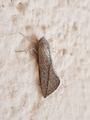 Compsoptera opacaria