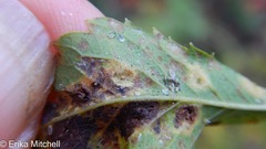 Lasioptera spiraeafolia