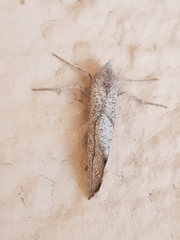 Compsoptera opacaria