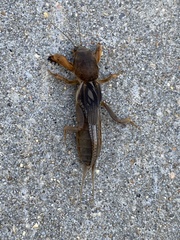 Neocurtilla