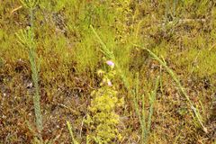 Drosera stricticaulis