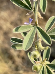 Ptycholobium contortum