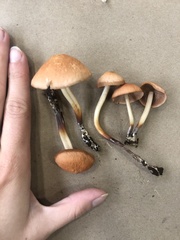 Marasmius cohaerens lachnophyllus