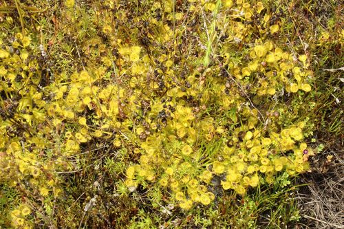 Drosera rupicola