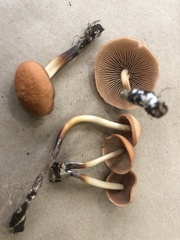Marasmius cohaerens lachnophyllus