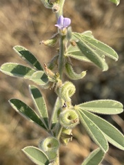 Ptycholobium contortum