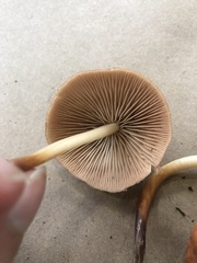 Marasmius cohaerens lachnophyllus