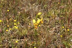 Diuris picta
