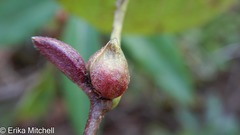 Dasineura serrulatae