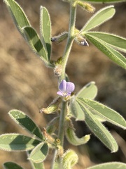 Ptycholobium contortum