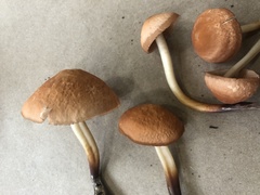 Marasmius cohaerens lachnophyllus
