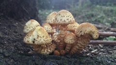Pholiota squarrosa