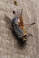 Calliphora dubia
