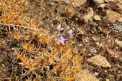 Thelymitra petrophila