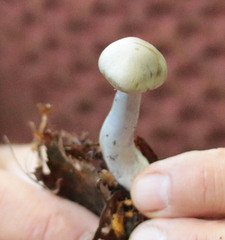 Cortinarius delibutus