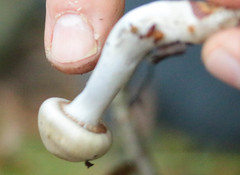 Cortinarius delibutus