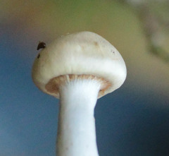 Cortinarius delibutus