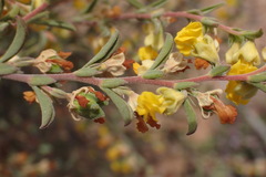 Hermannia diversistipula