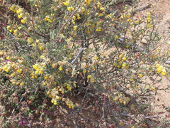 Hermannia diversistipula