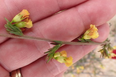 Hermannia diversistipula