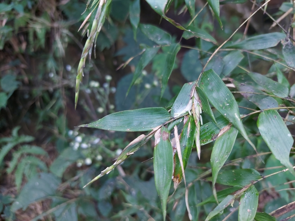 Neomicrocalamus