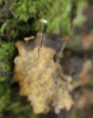 Marasmius bulliardii