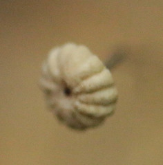 Marasmius bulliardii