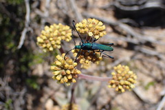 Hypocrites scabriusculus