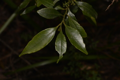 Cryptocarya meisneriana